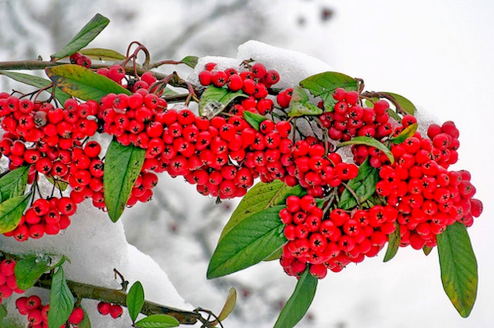 Зимние красные ягоды