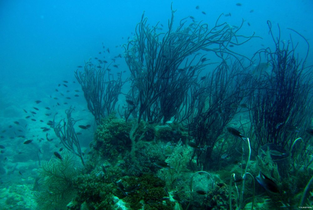 Море водоросли ламинария японская