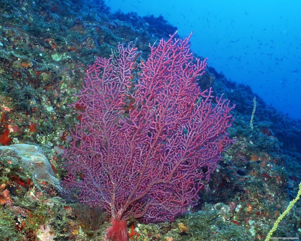 Океанические водоросли