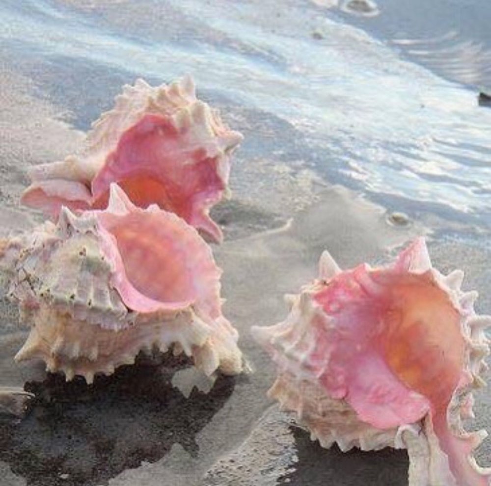 Pink Murex моллюск