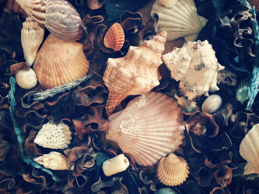 Морские раковины Эстетика