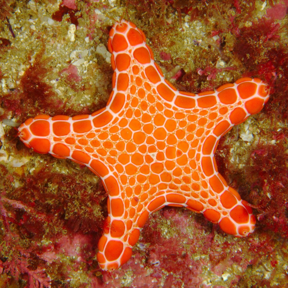 Starfish на белом фоне