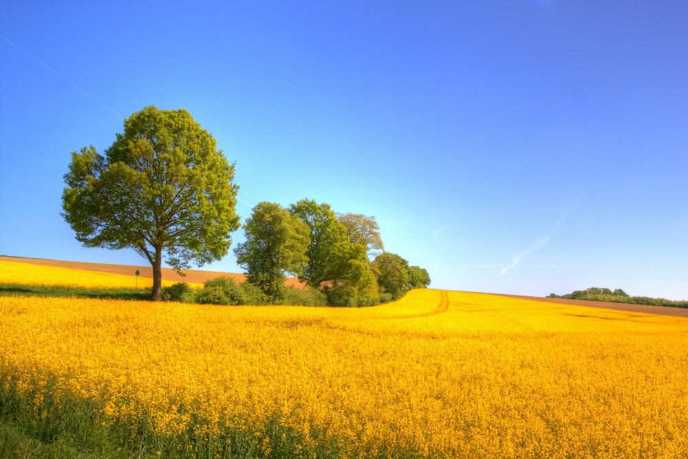Желто голубой пейзаж