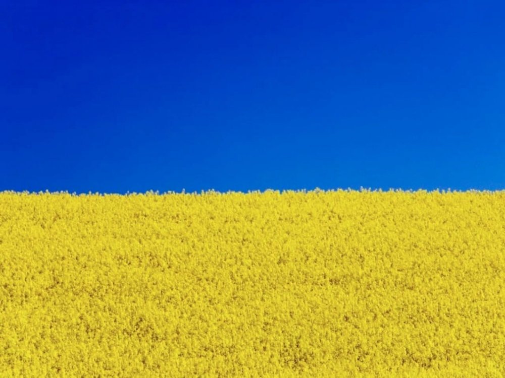 Желтое поле голубое небо