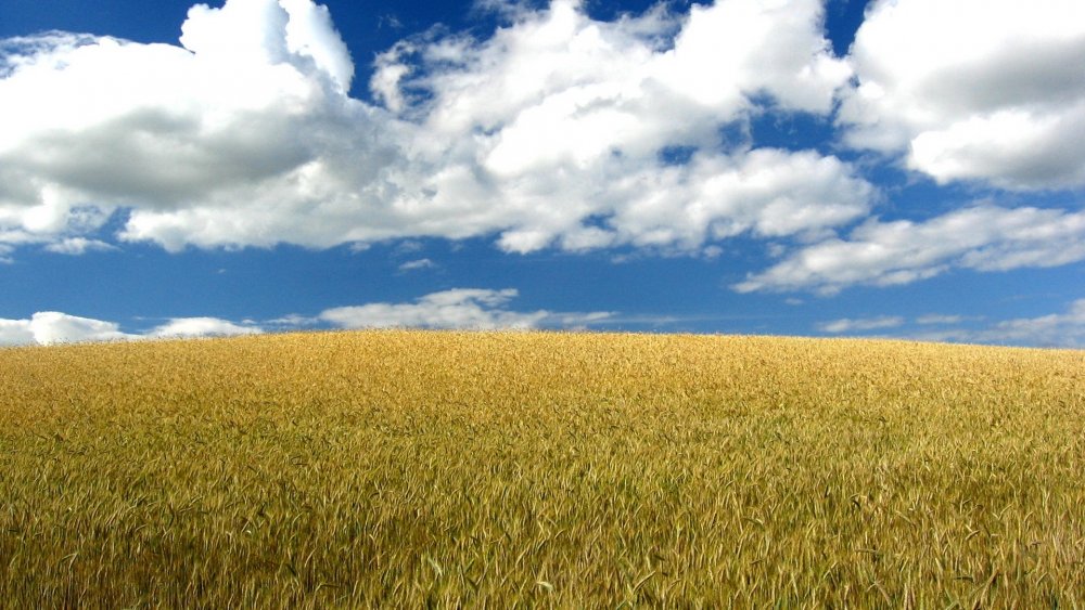 Небо пшеница поле солнце