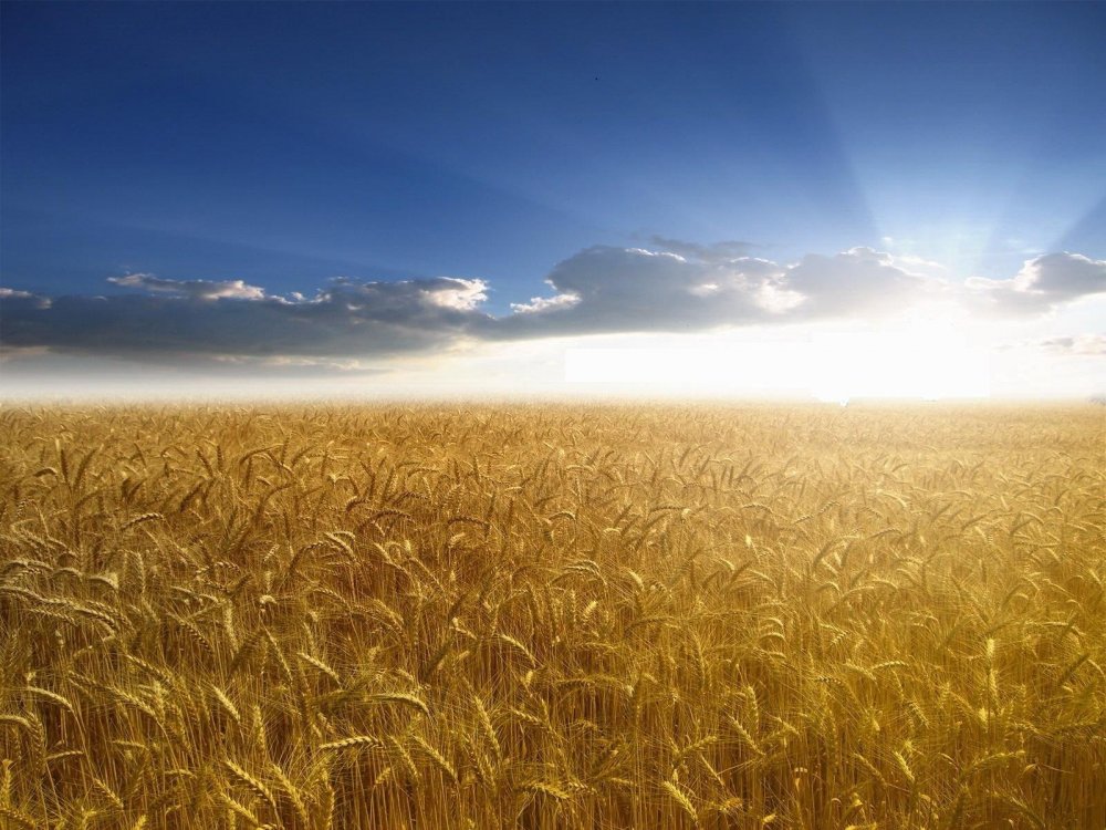 Солнечное пшеничное поле