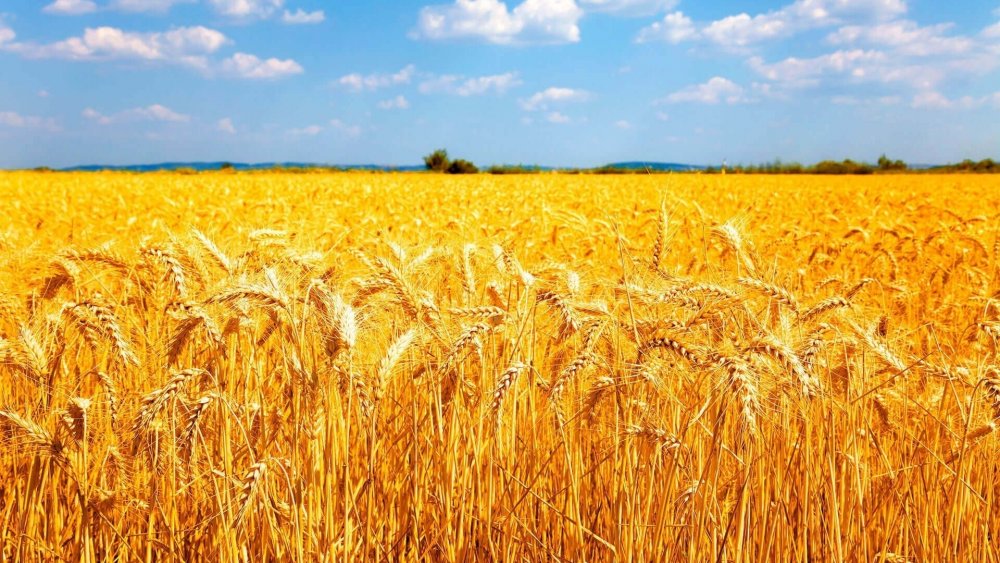 План пшеничного поля география