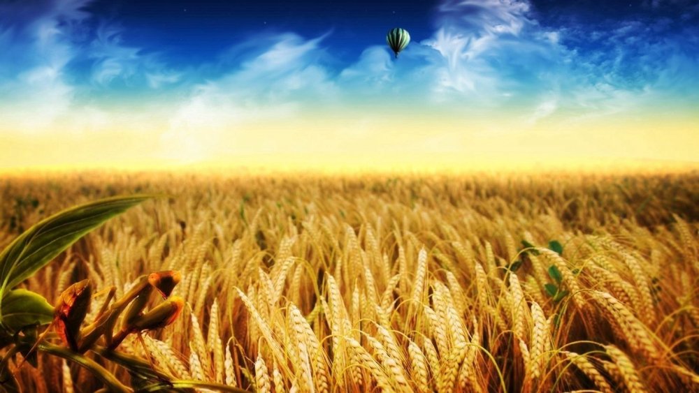 Поле пшеницы панорама