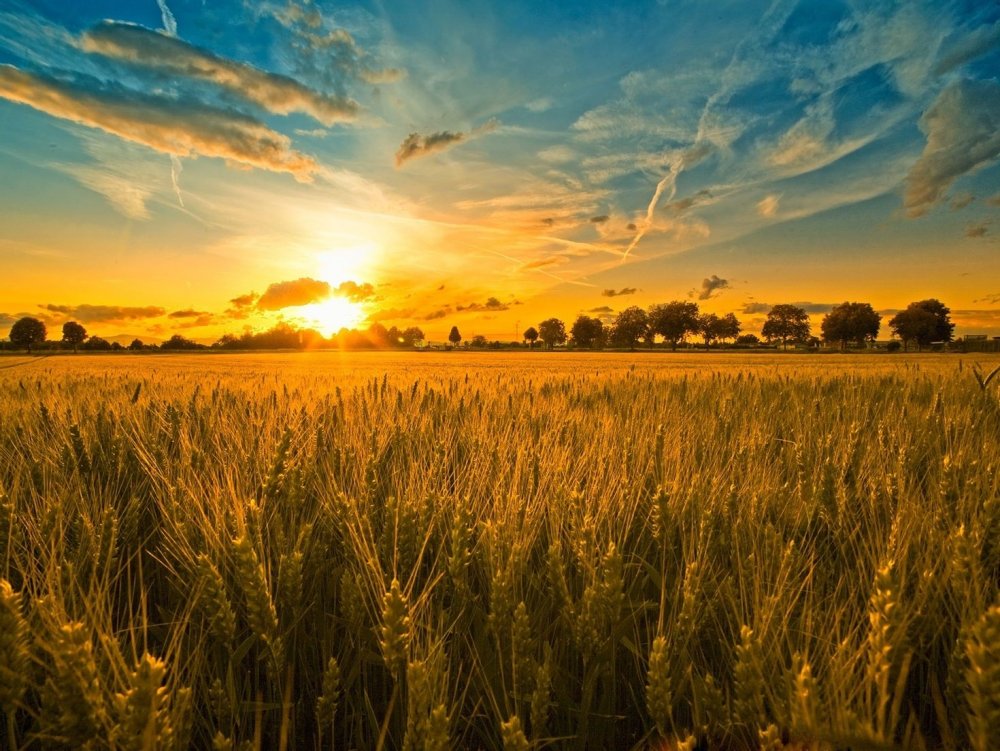 Поле пшеницы на закате