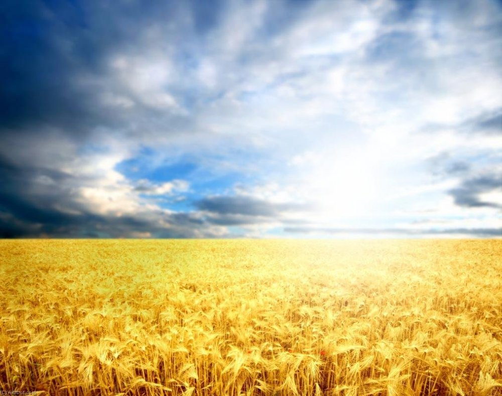 Желтое поле пшеницы