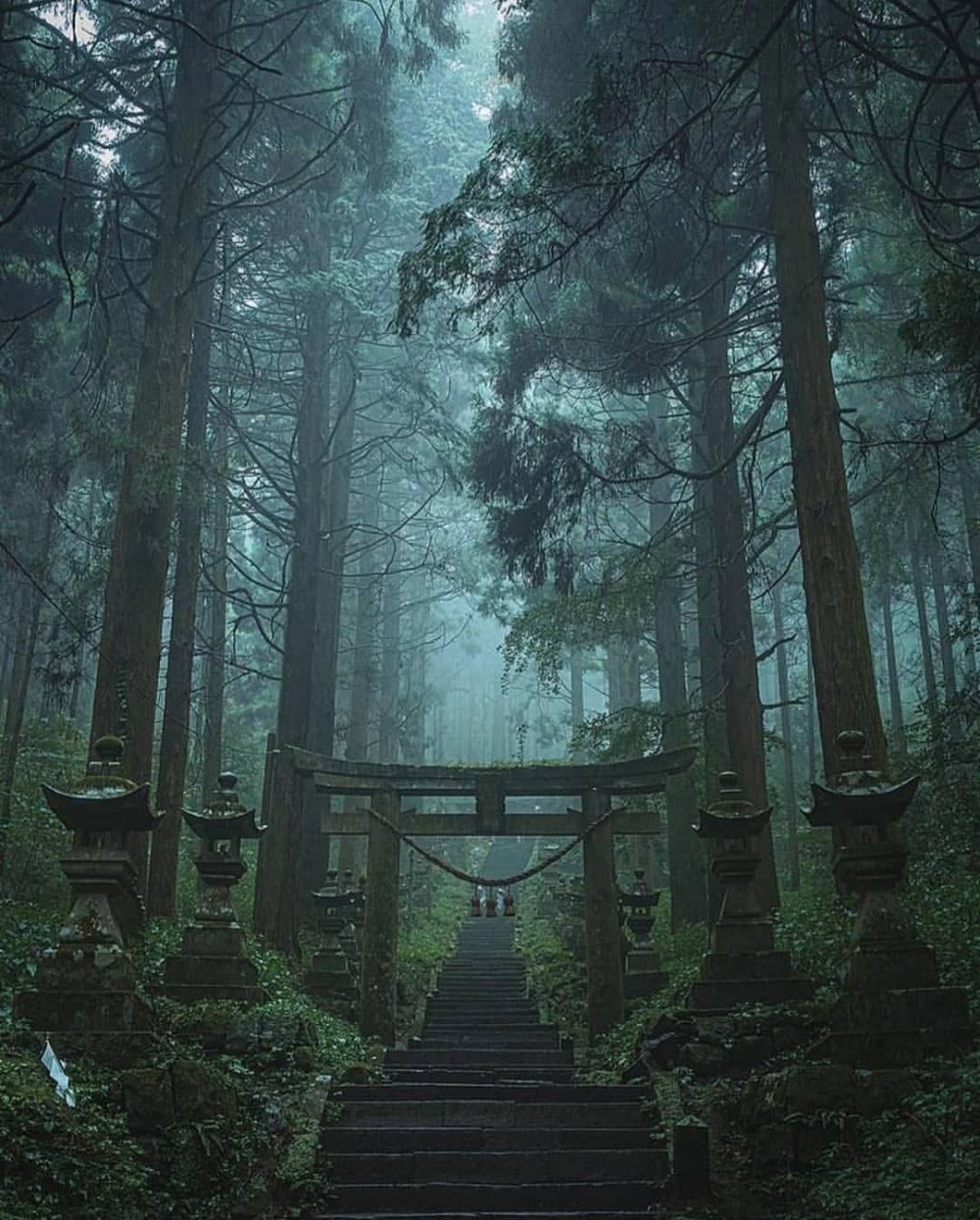 Шайнин лес, Япония