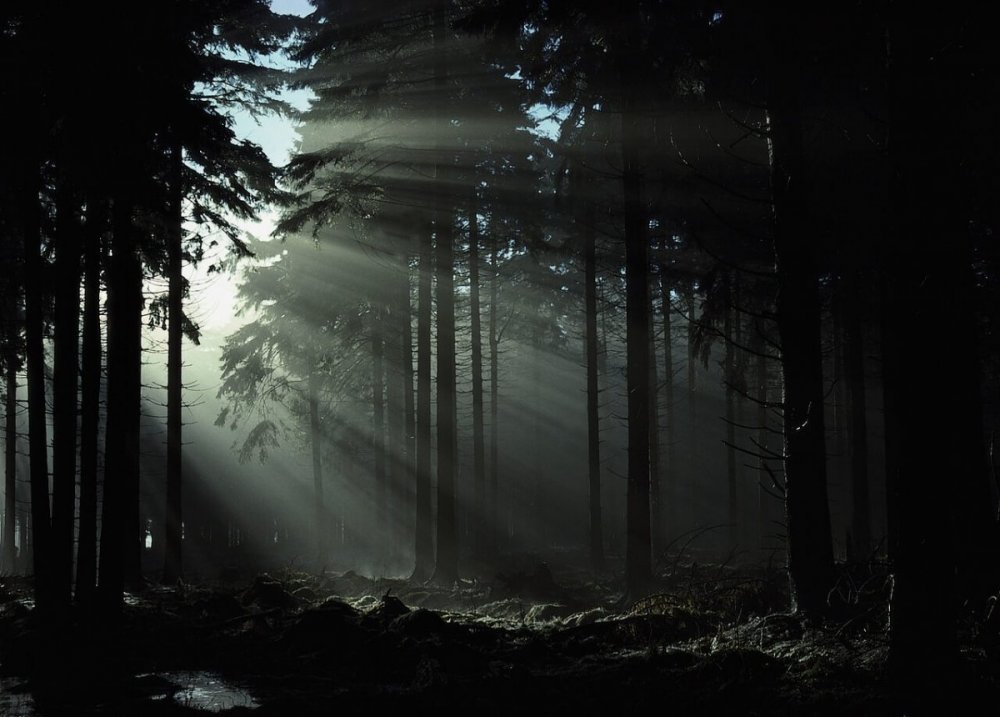 Лес в темных тонах
