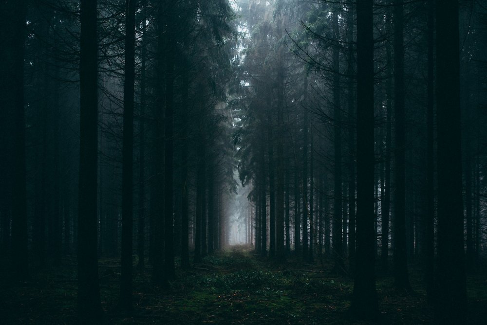 Лес мрачно