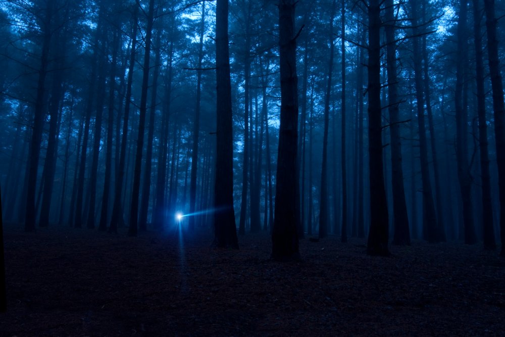 Свет в лесу ночью