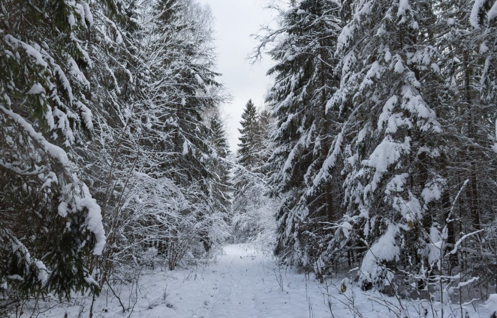 Снежная тропа в лесу