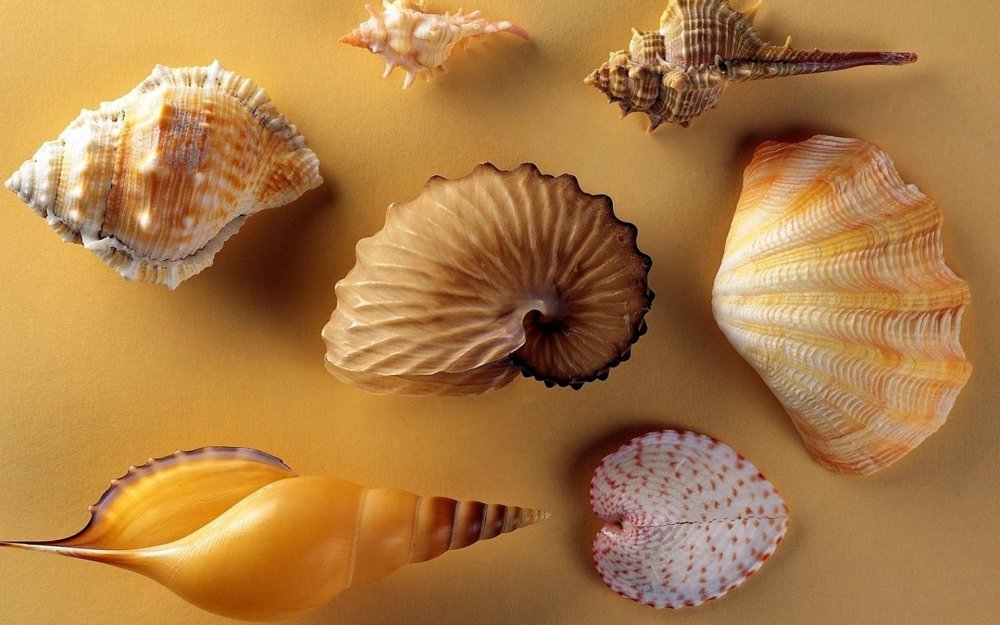 Раковины морских моллюсков