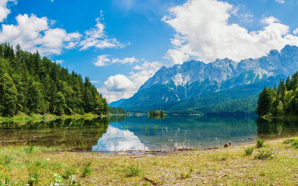 Панорама леса