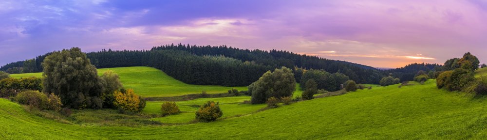 Лес панорама