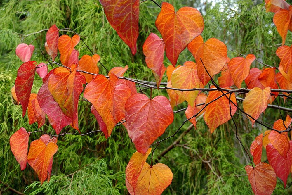 Aspen leaves