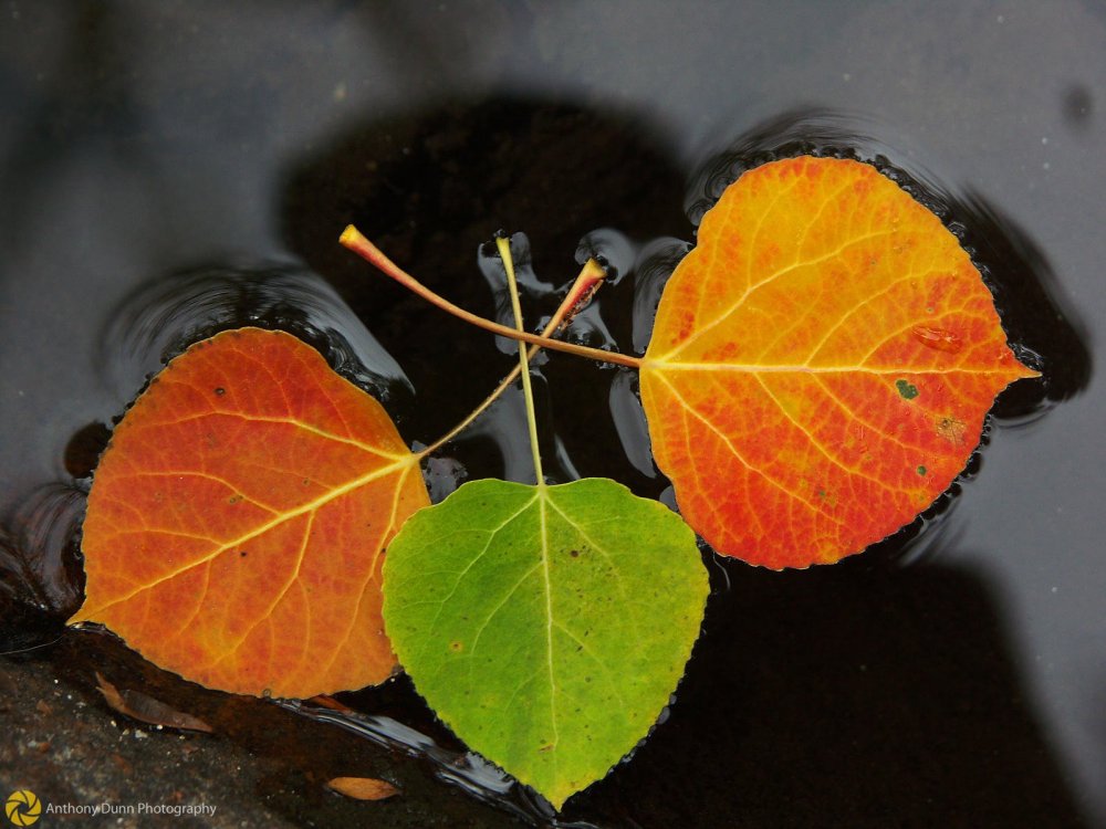 Aspen leaves