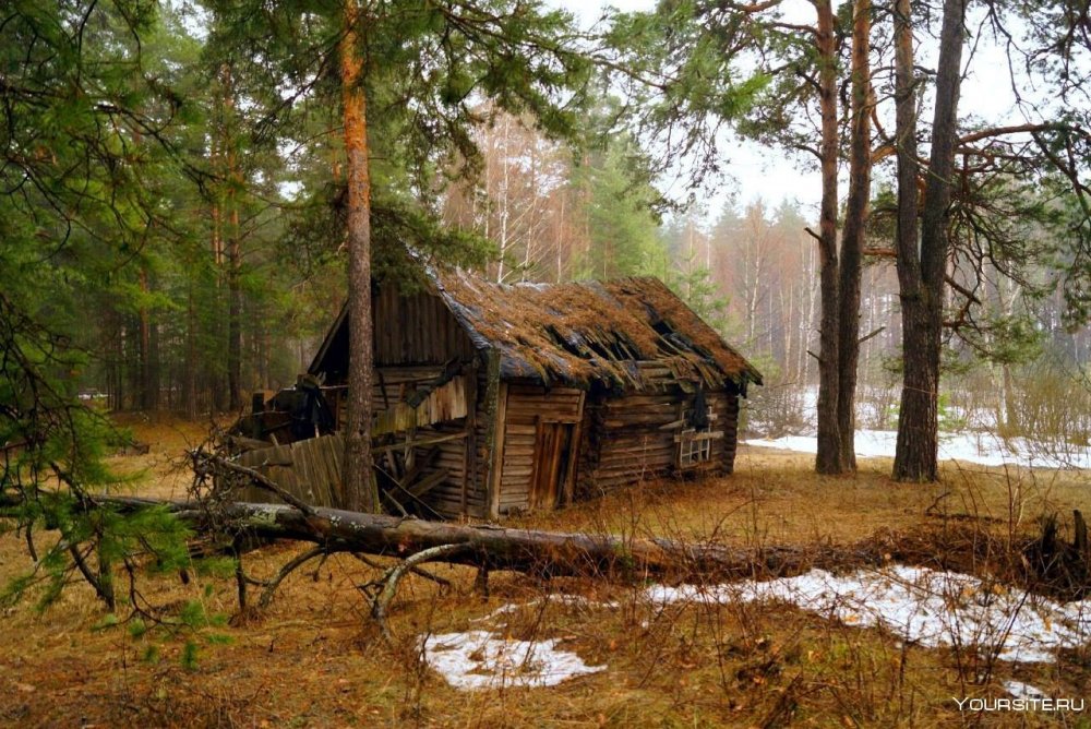 Лесная изба в лесу Марий Эл