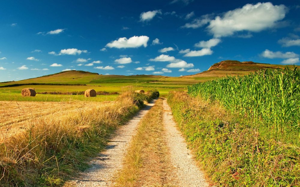 Проселочная дорога поле пшеницы