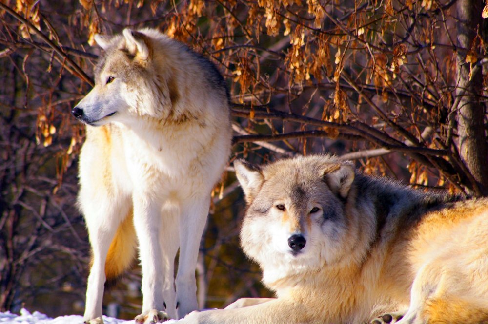 Canis Lupus tundrarum