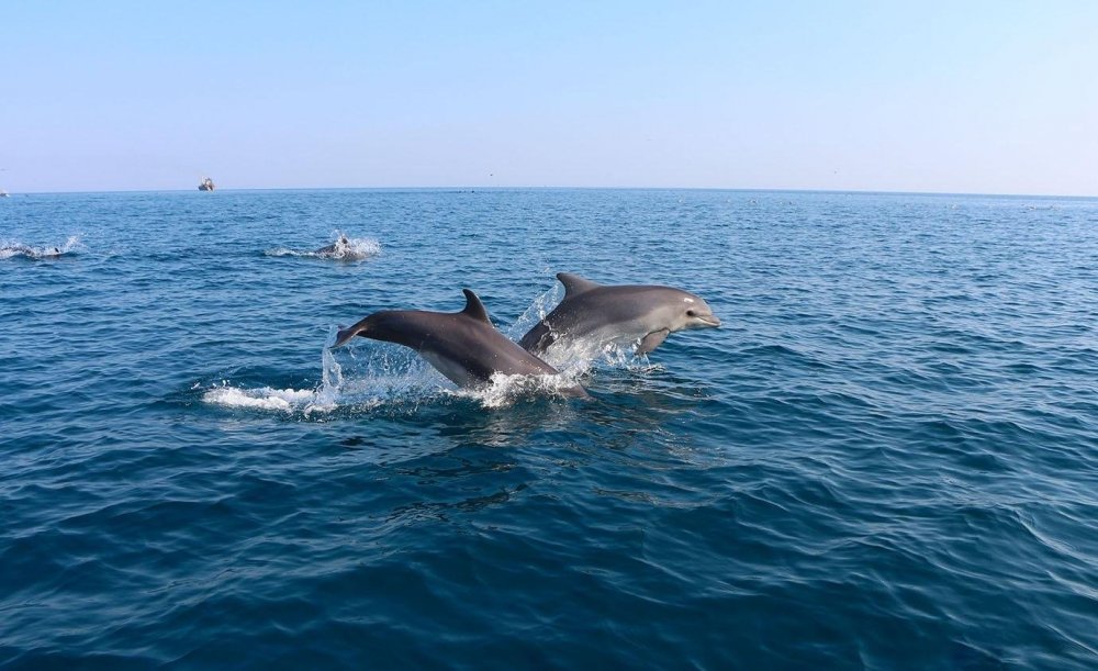 Черное море Анапа Дельфин