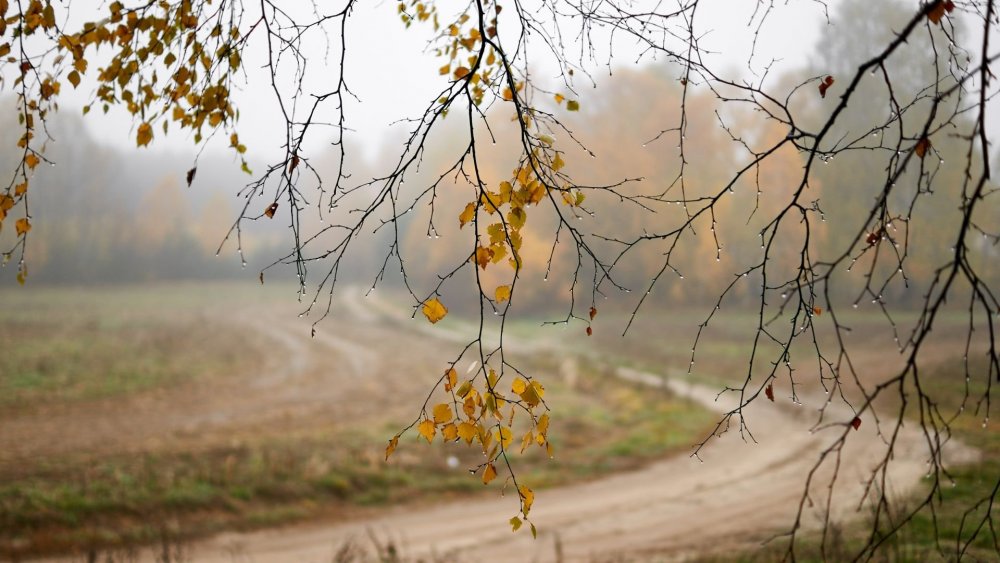 Осень дождь