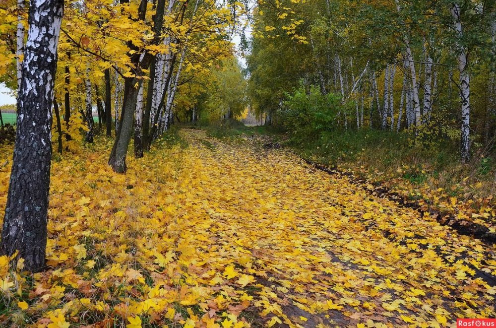 Осенний лес листопад