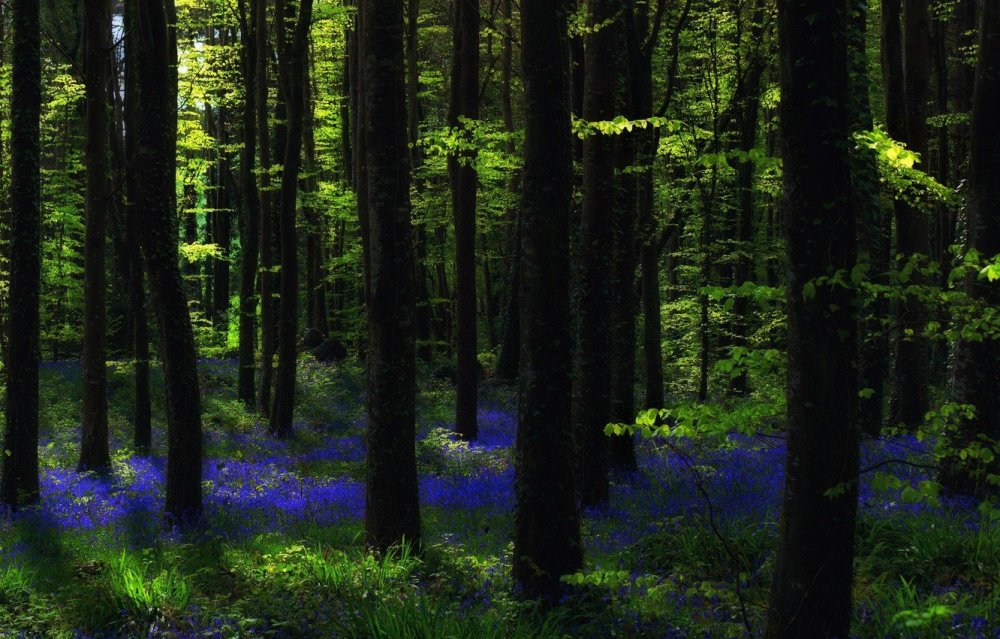 Лес в синих оттенках