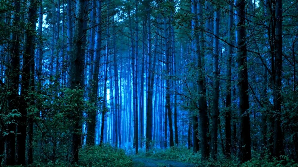 Сине зеленый лес
