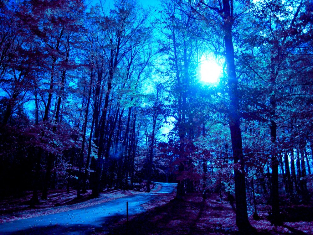 Лес с синим фильтром