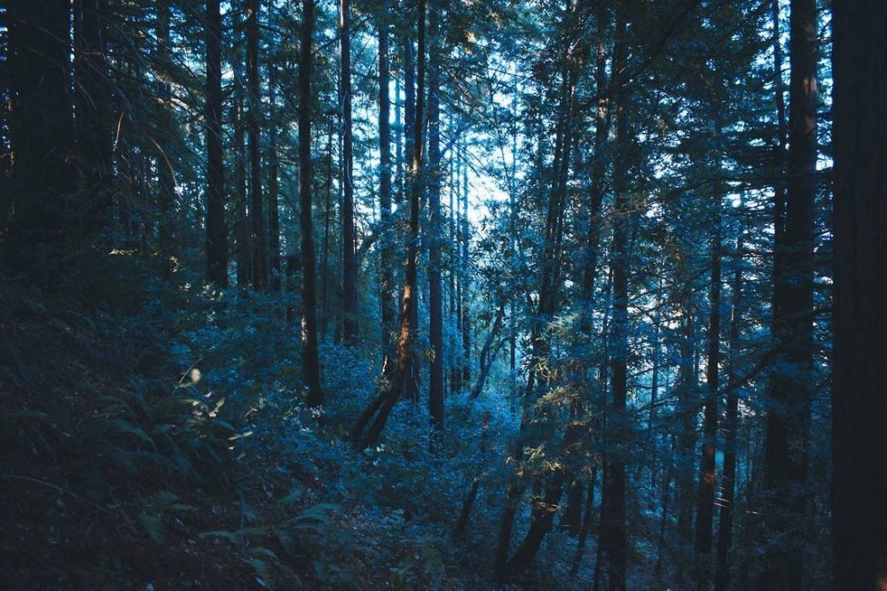 Темный лес Эстетика