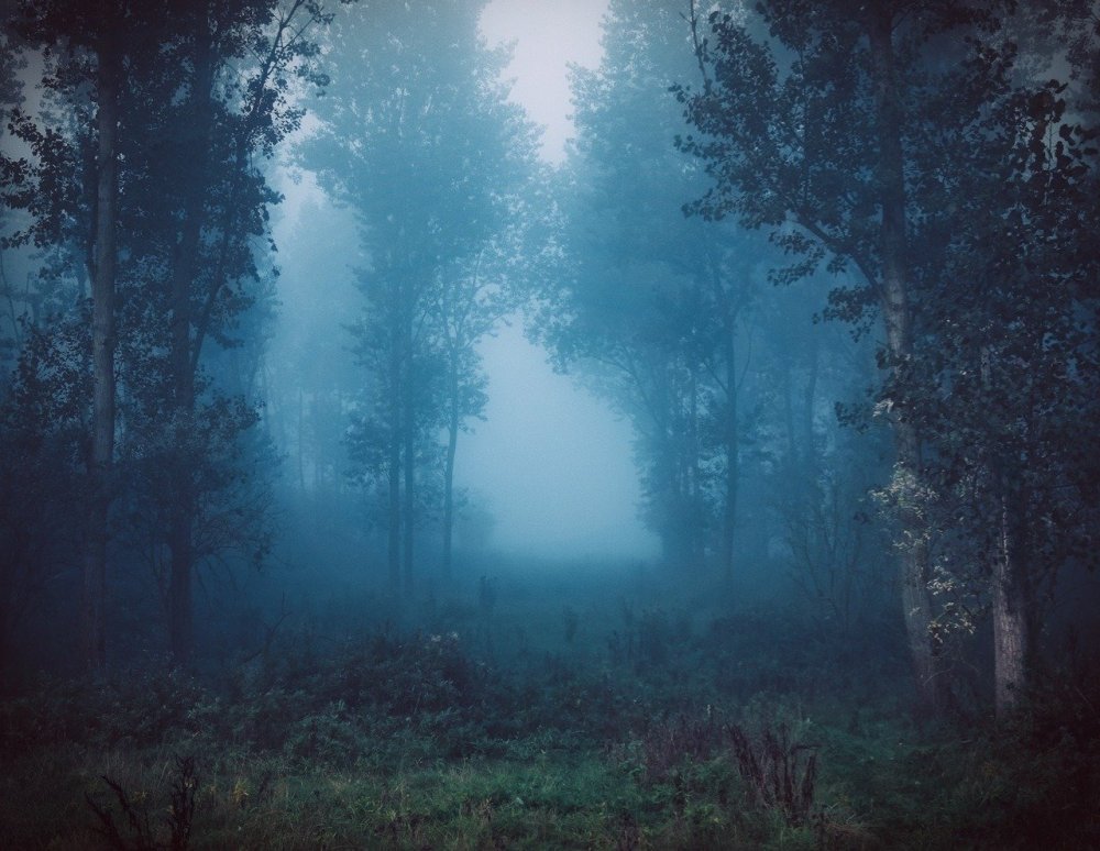 Синий лес в тумане
