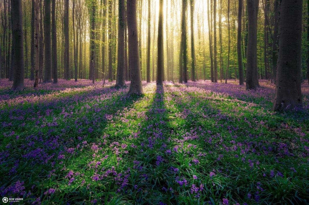 Сказочный лес Халлербос Бельгия