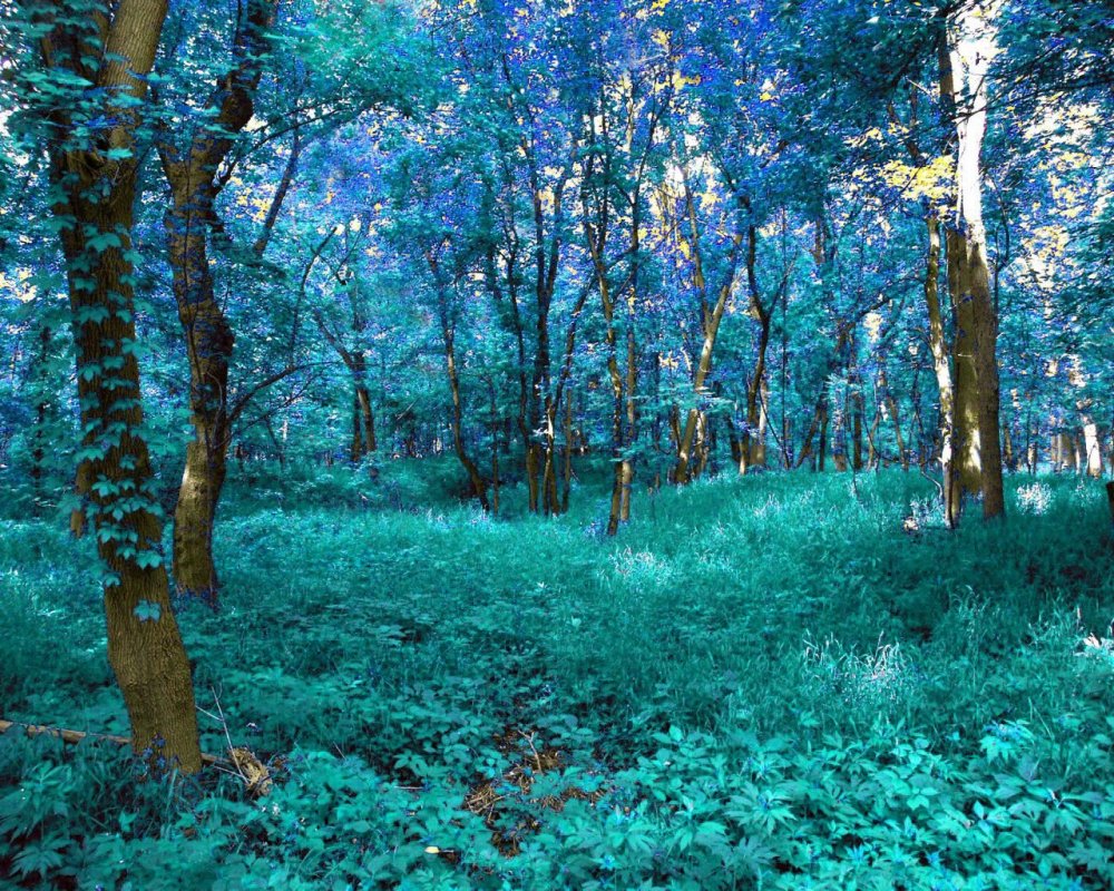 Лес в голубых тонах