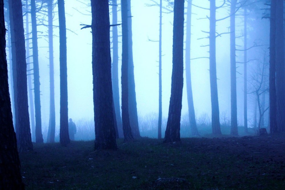 Темный синий лес