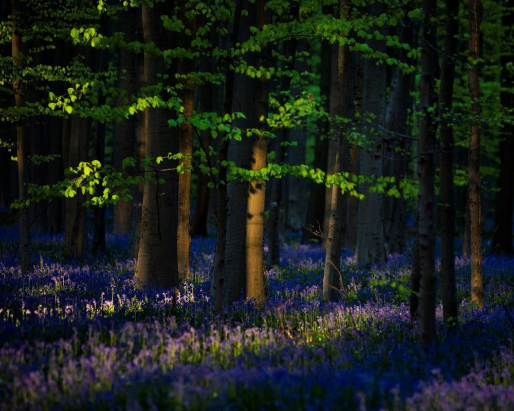 Синий лес с тропинкой