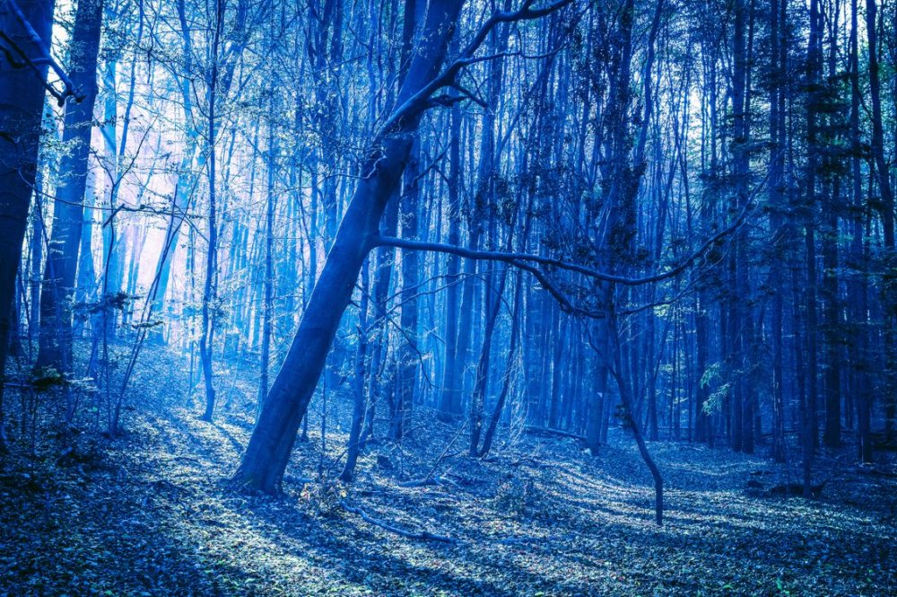 Лес в голубых оттенках