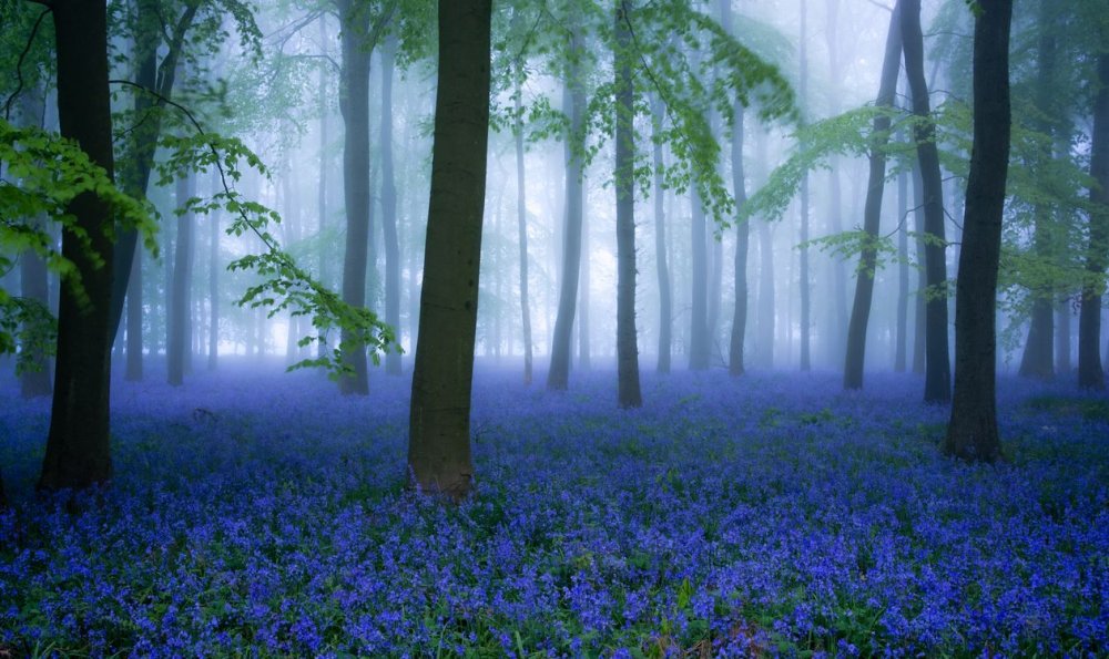 Синие цветы в лесу