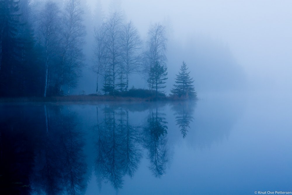 Синий лес в тумане