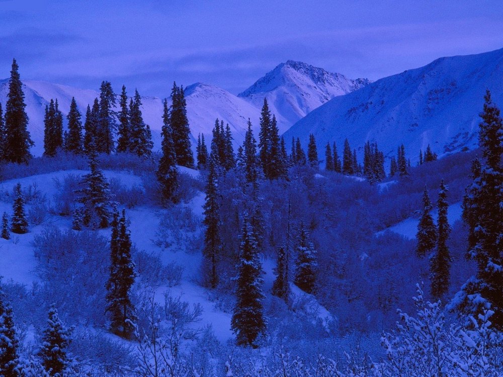 Ночь в горах зимой лес