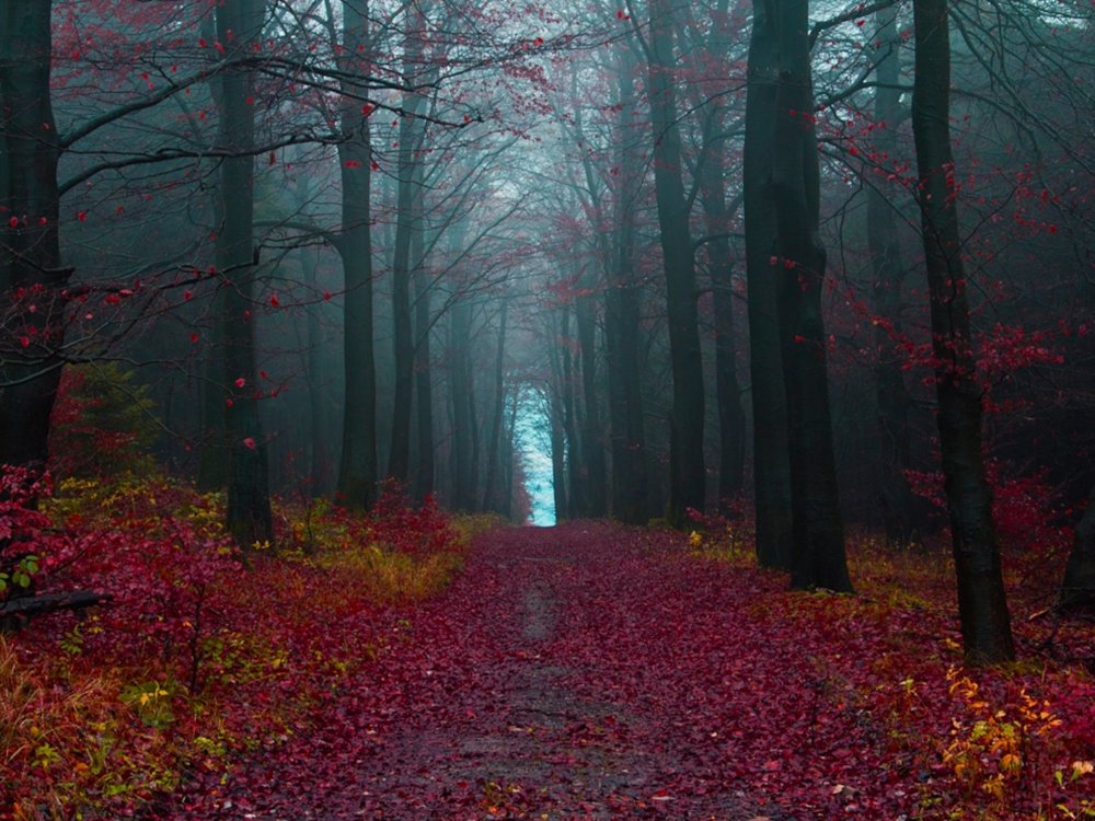 Шварцвальд (the Black Forest), Германия