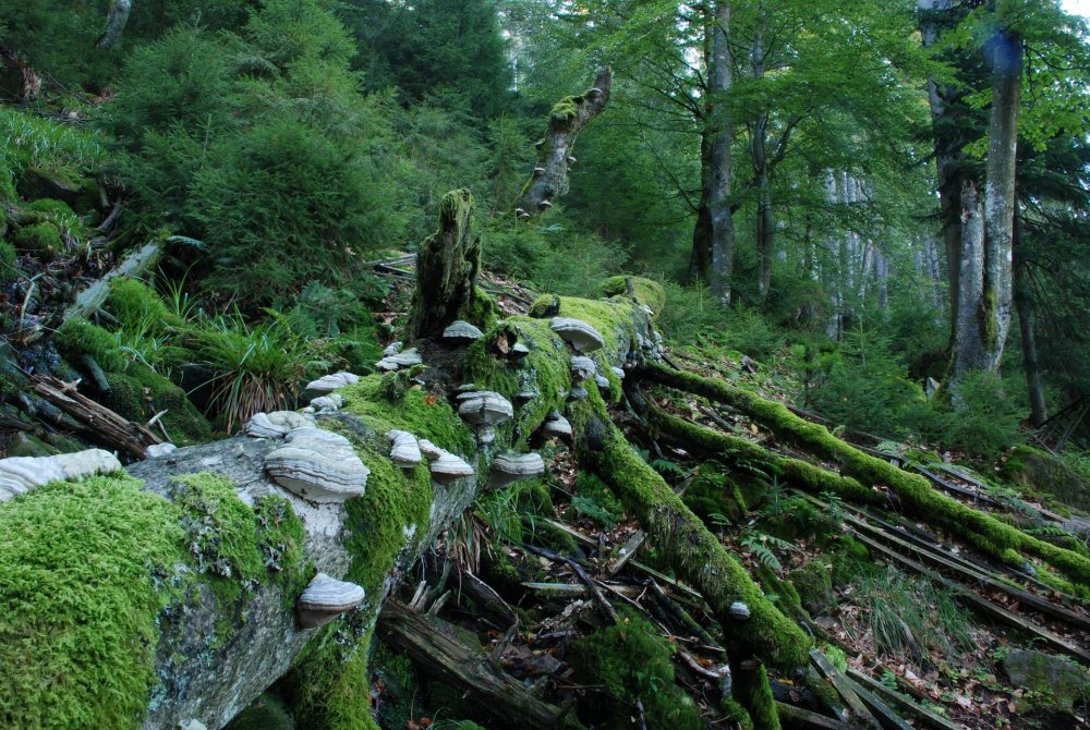 Шварцвальд (the Black Forest), Германия