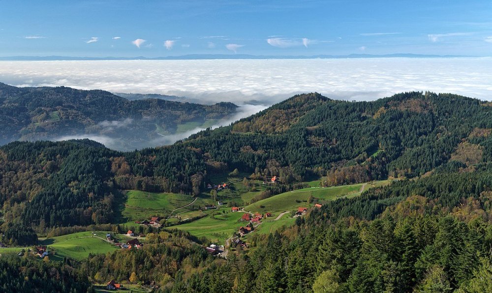 Лес Шварцвальд Германия