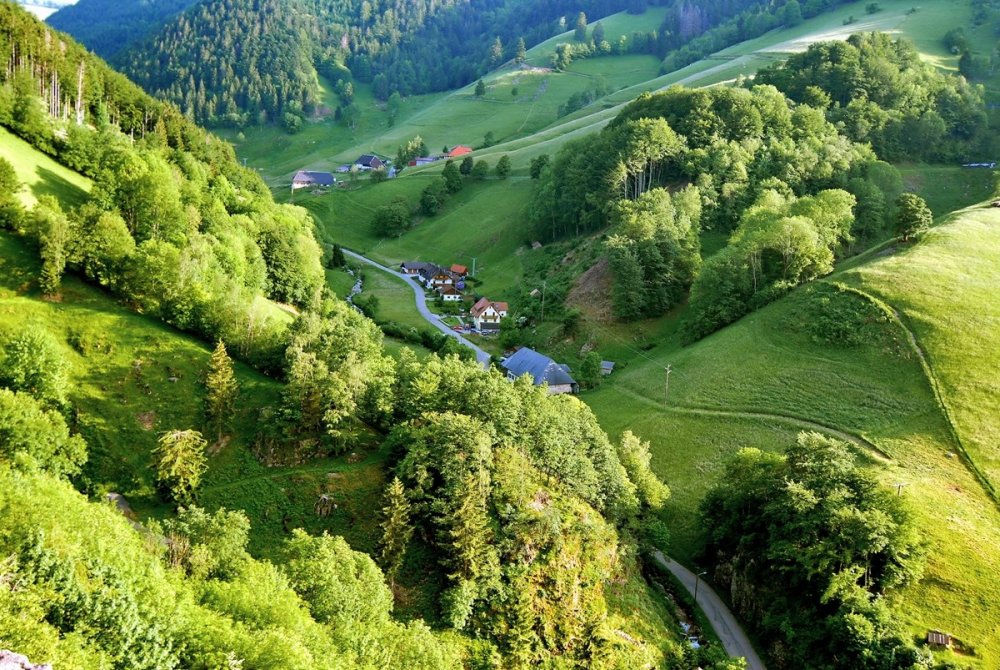 Лес Шварцвальд Германия