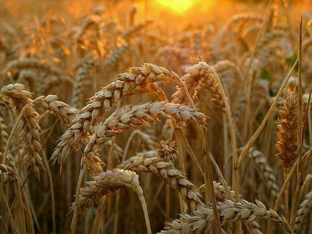 Поспевшая пшеница
