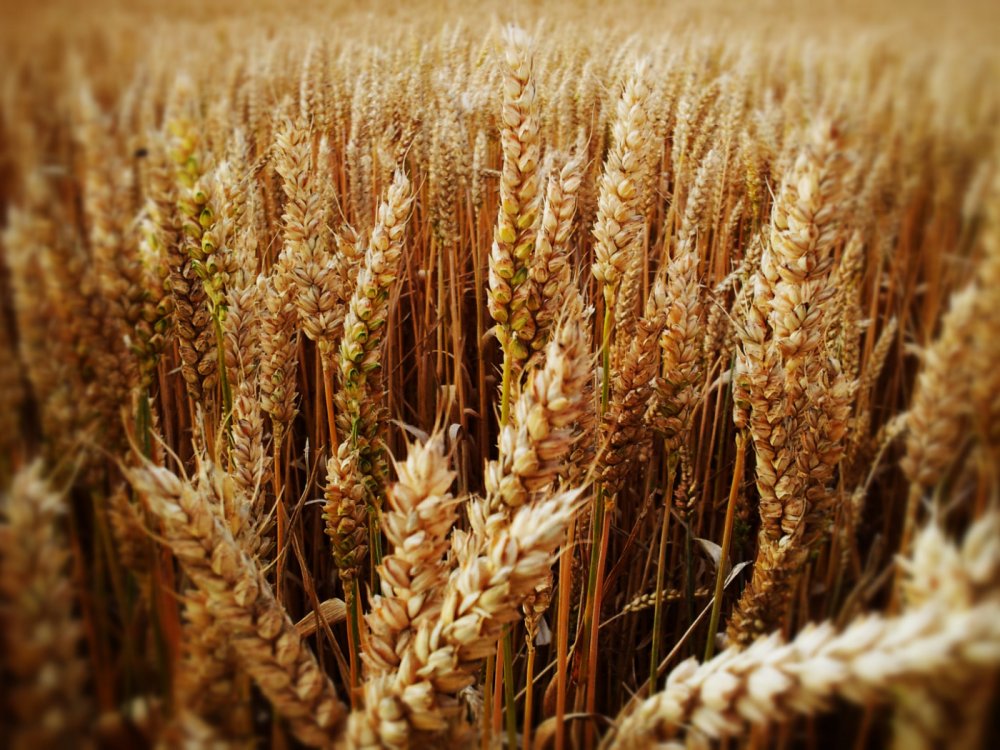 Донская Безостая озимая пшеница