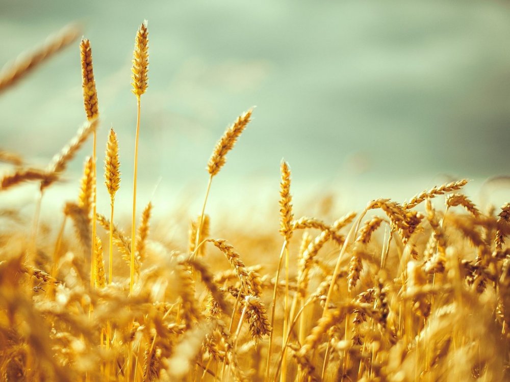 Колоски пшеницы на поле макро